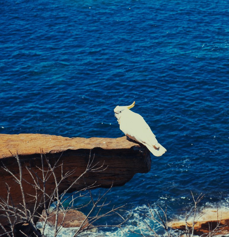 2025-11 Australia - DSC07335