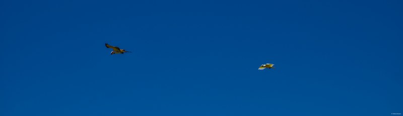 2025-11 Australia - DSC07340