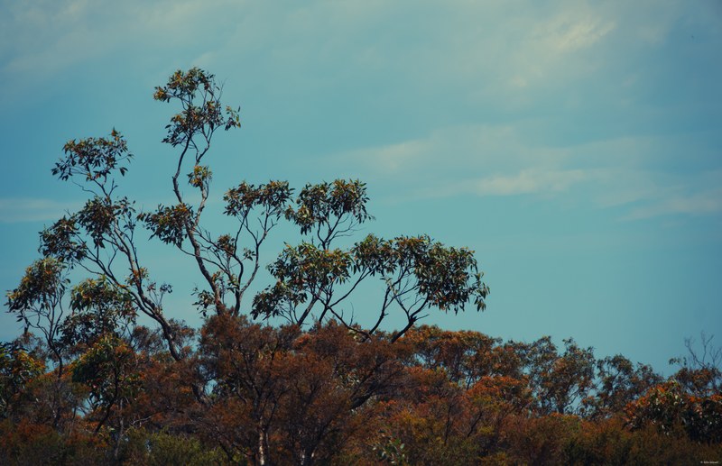 2025-11 Australia - DSC07362