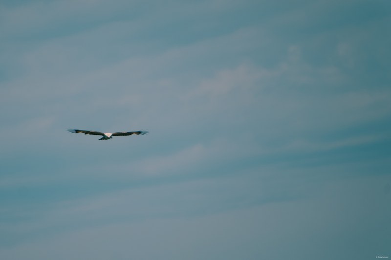 2025-11 Australia - DSC07377