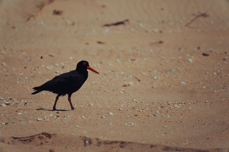 2025-11 Australia - DSC07401