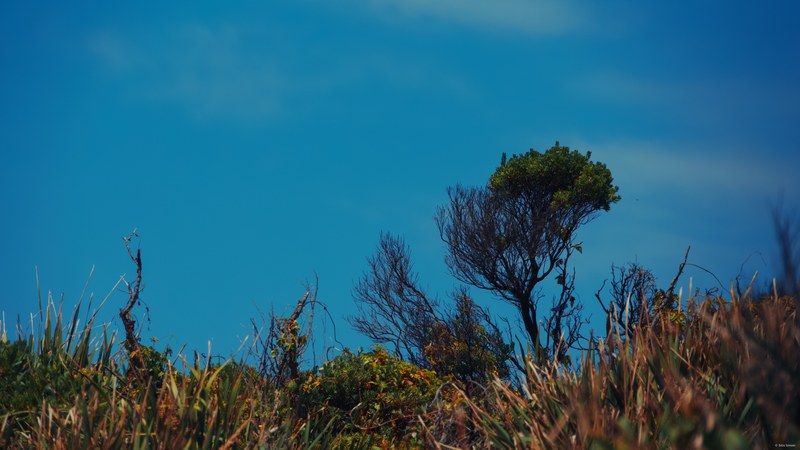 2025-11 Australia - DSC07419