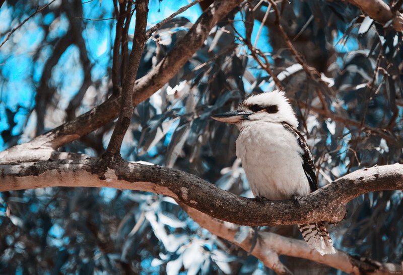 2025-11 Australia - DSC07481