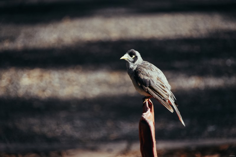 2025-11 Australia - DSC07508