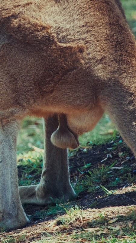 2025-11 Australia - DSC07530