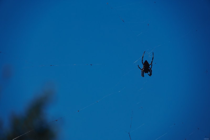 2025-11 Australia - DSC07553