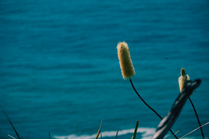 2025-11 Australia - DSC07563