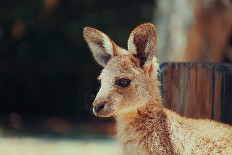 2025-11 Australia - DSC07608