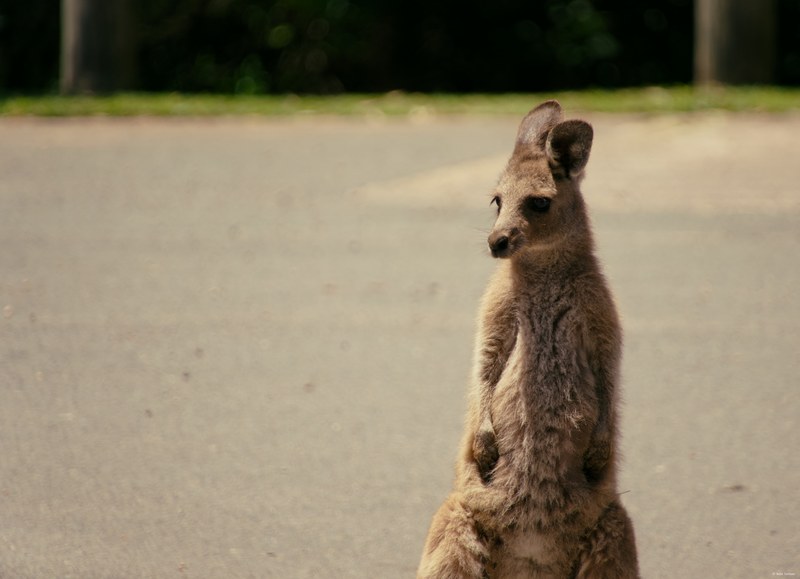 2025-11 Australia - DSC07656