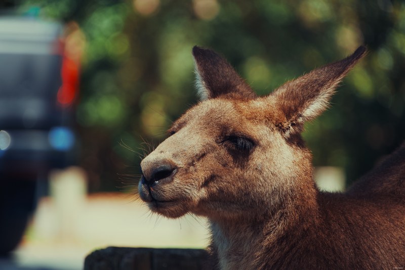 2025-11 Australia - DSC07663