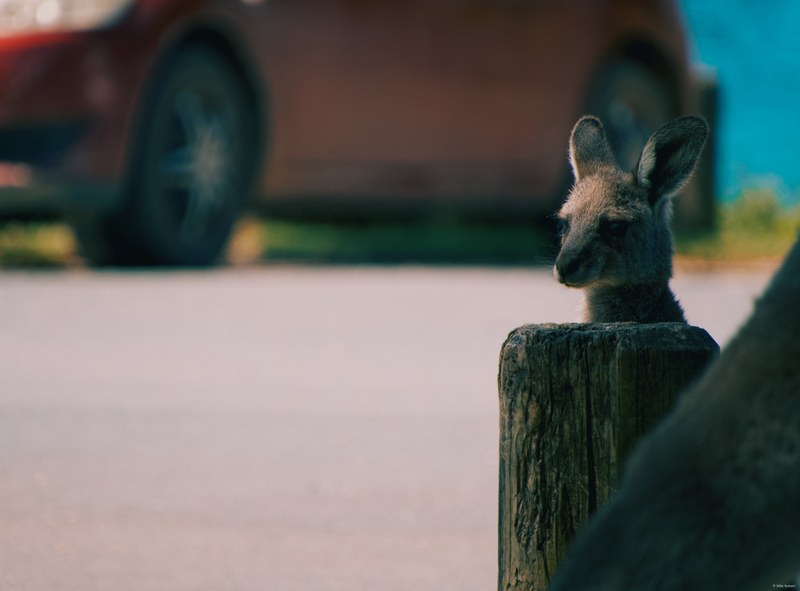 2025-11 Australia - DSC07703