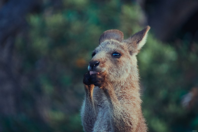 2025-11 Australia - DSC07754