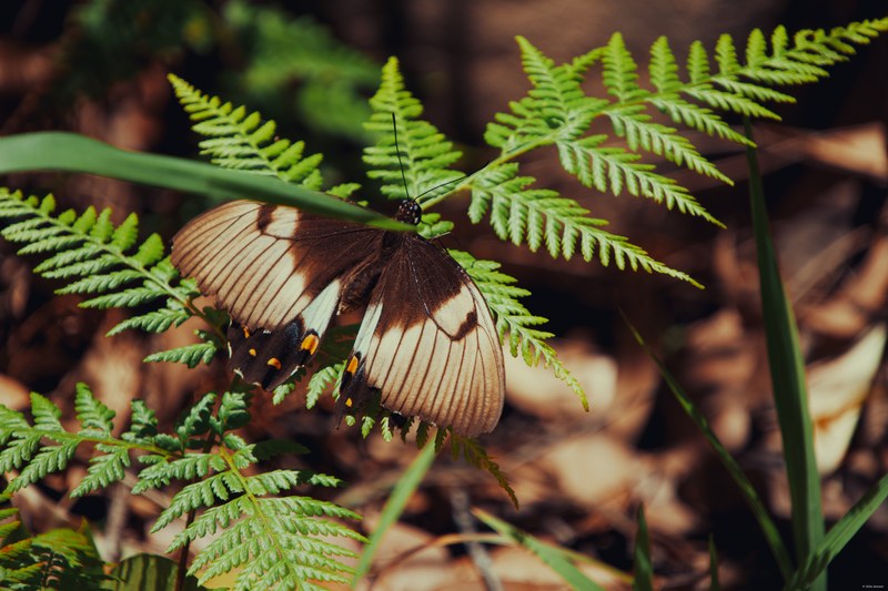 2025-11 Australia - DSC07783