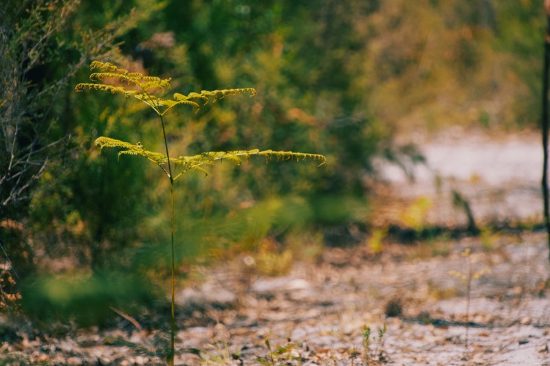 2025-11 Australia - DSC07801