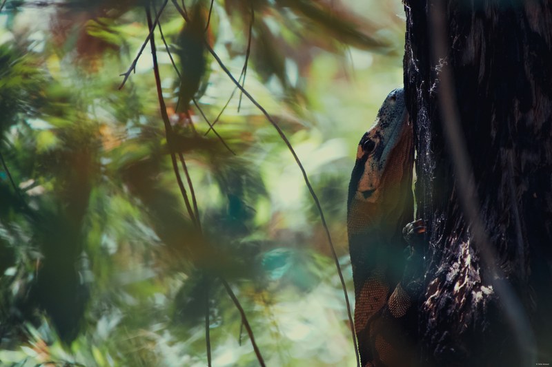 2025-11 Australia - DSC07807