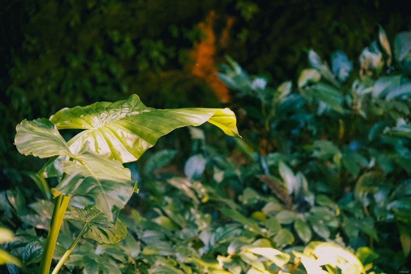 2025-11 Australia - DSC07938