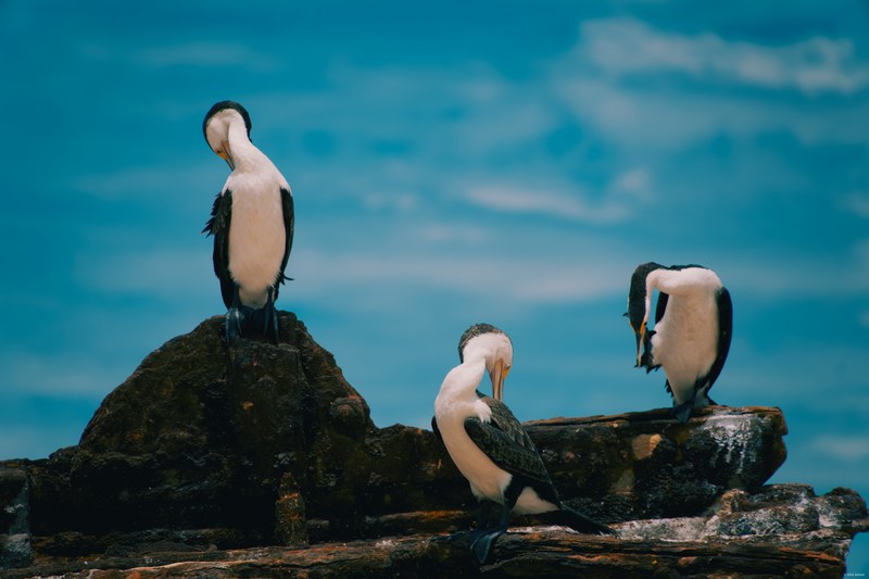 2025-11 Australia - DSC08037