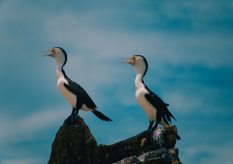 2025-11 Australia - DSC08089