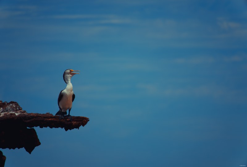 2025-11 Australia - DSC08098