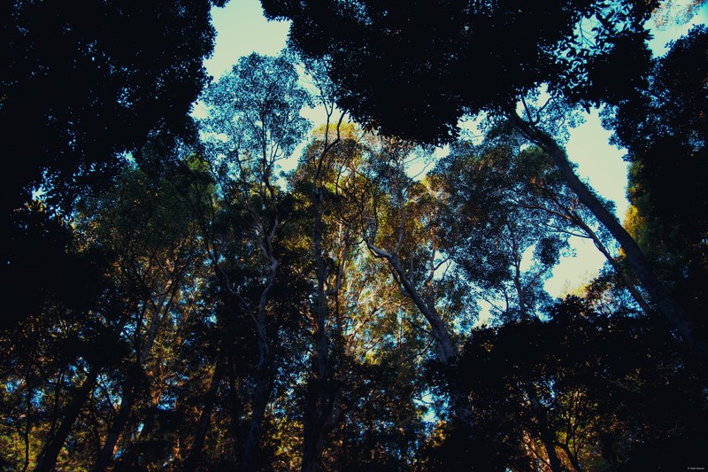 2025-11 Australia - DSC08135