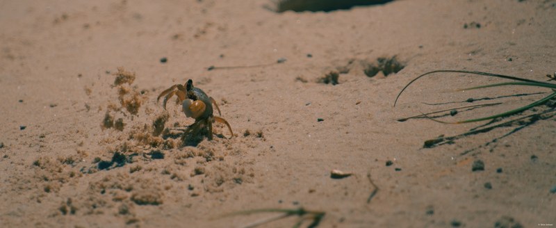 2025-11 Australia - DSC08541