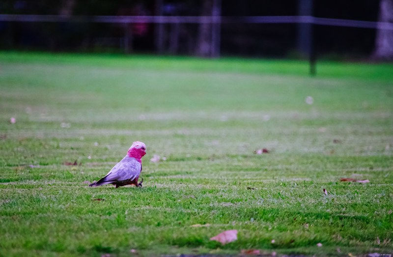 2025-11 Australia - DSC08548