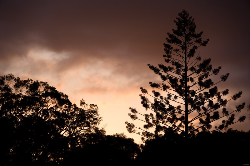 2025-11 Australia - DSC08556