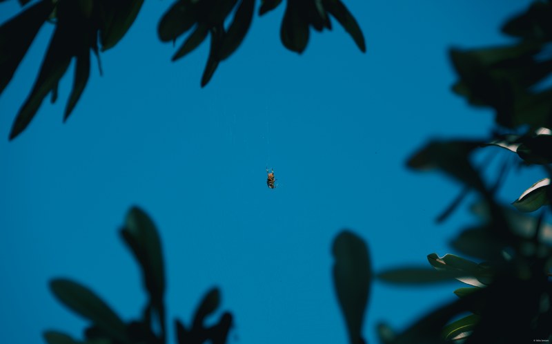 2025-11 Australia - DSC08564