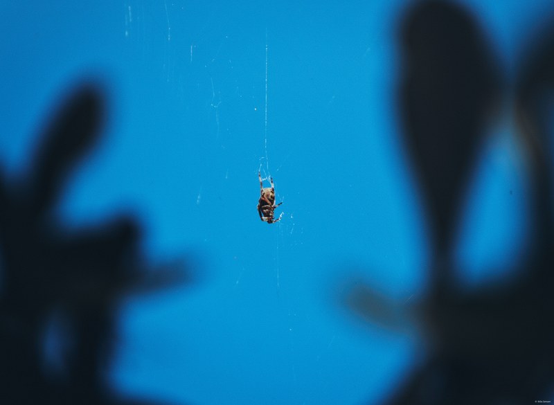 2025-11 Australia - DSC08567