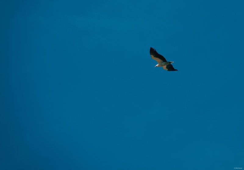 2025-11 Australia - DSC08579