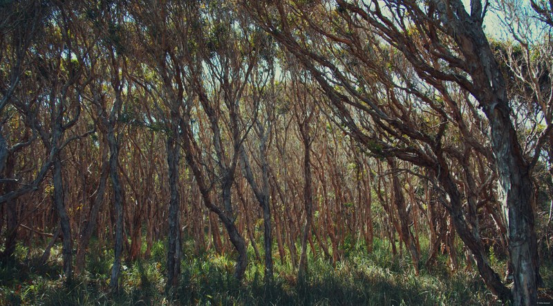 2025-11 Australia - DSC08584