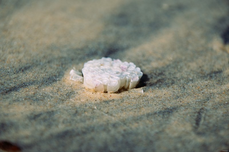 2025-11 Australia - DSC08607