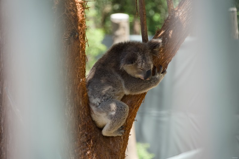 2025-11 Australia - DSC08670