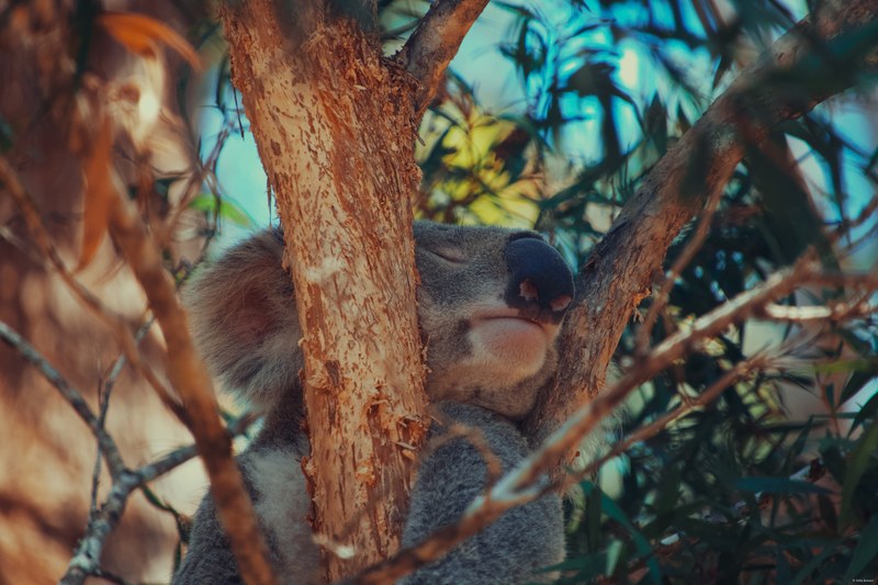 2025-11 Australia - DSC08684