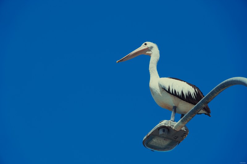 2025-11 Australia - DSC08700