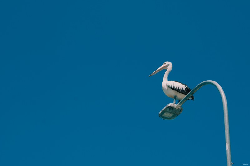 2025-11 Australia - DSC08702