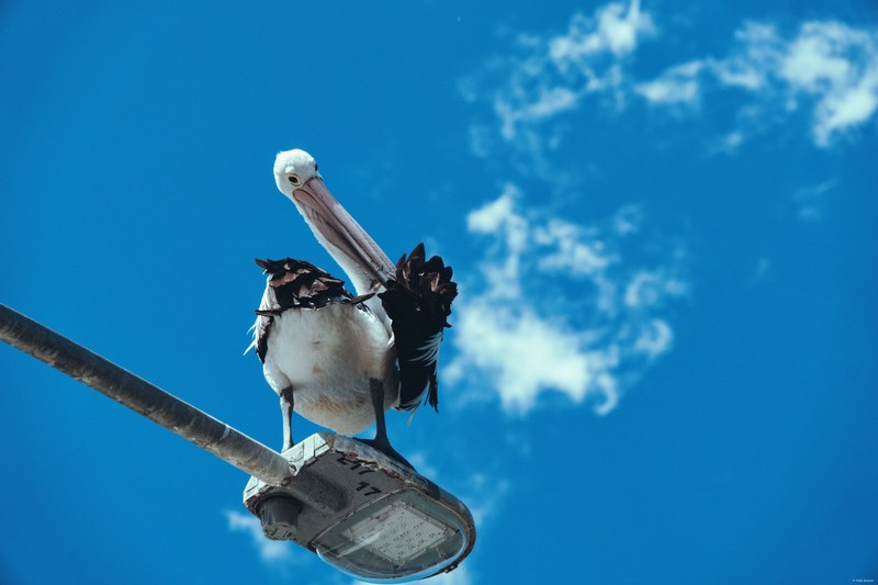 2025-11 Australia - DSC08707