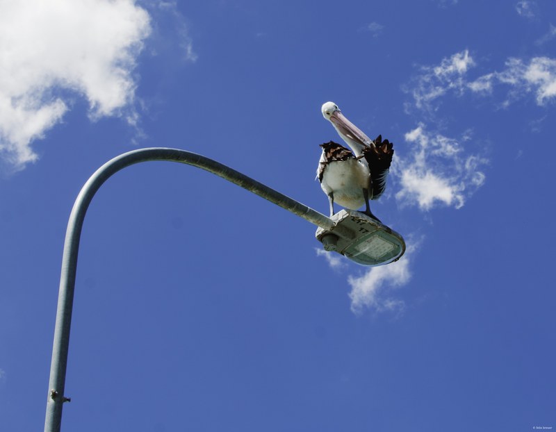 2025-11 Australia - DSC08708