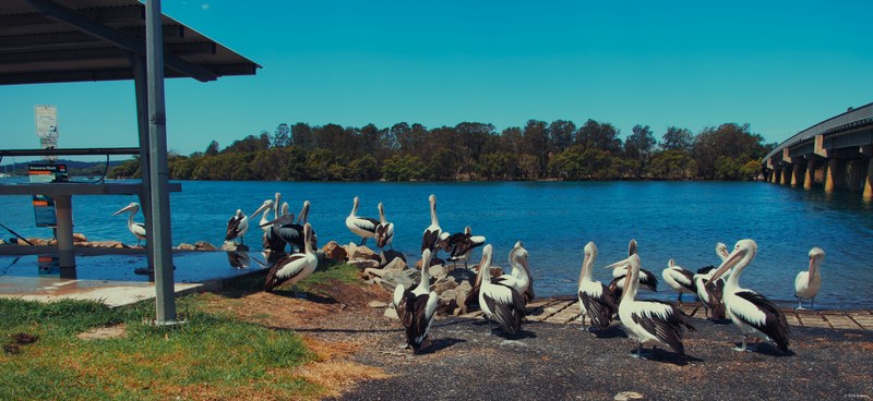 2025-11 Australia - DSC08709