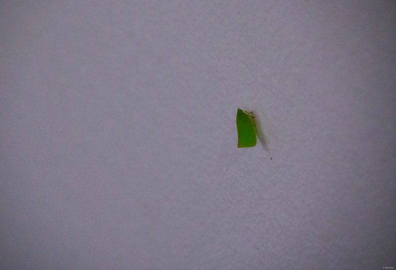 2025-11 Australia - DSC08905