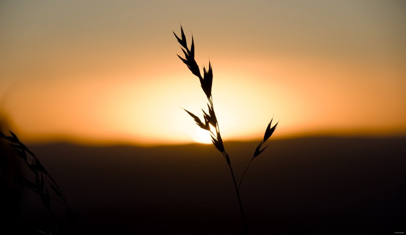 2025-11 Australia - DSC08917