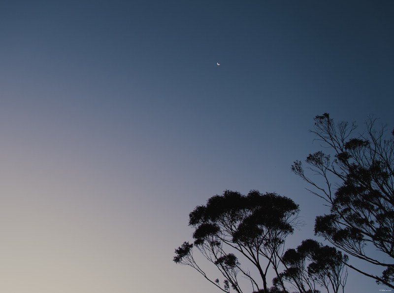 2025-11 Australia - DSC08932